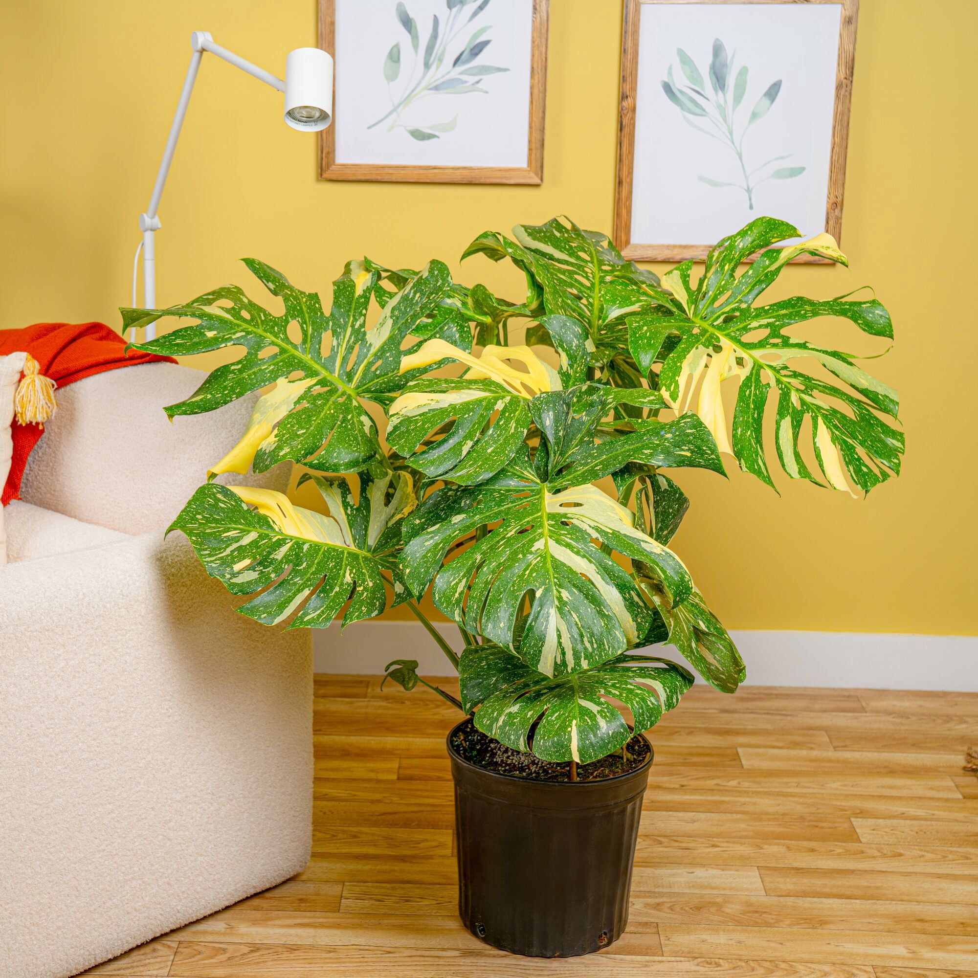 Costa Farms 3Ft Thai Constellation Monstera Indoor Live House Plants in 12" Grower Pot