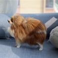 thumbnail image 4 of Modelo de perro pomerania de simulación de juguete de peluche para niños, 4 of 5