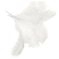 thumbnail image 2 of 30 Pcs Natural Ostrich Feathers Wedding Decoration White 45-50cm, 2 of 3