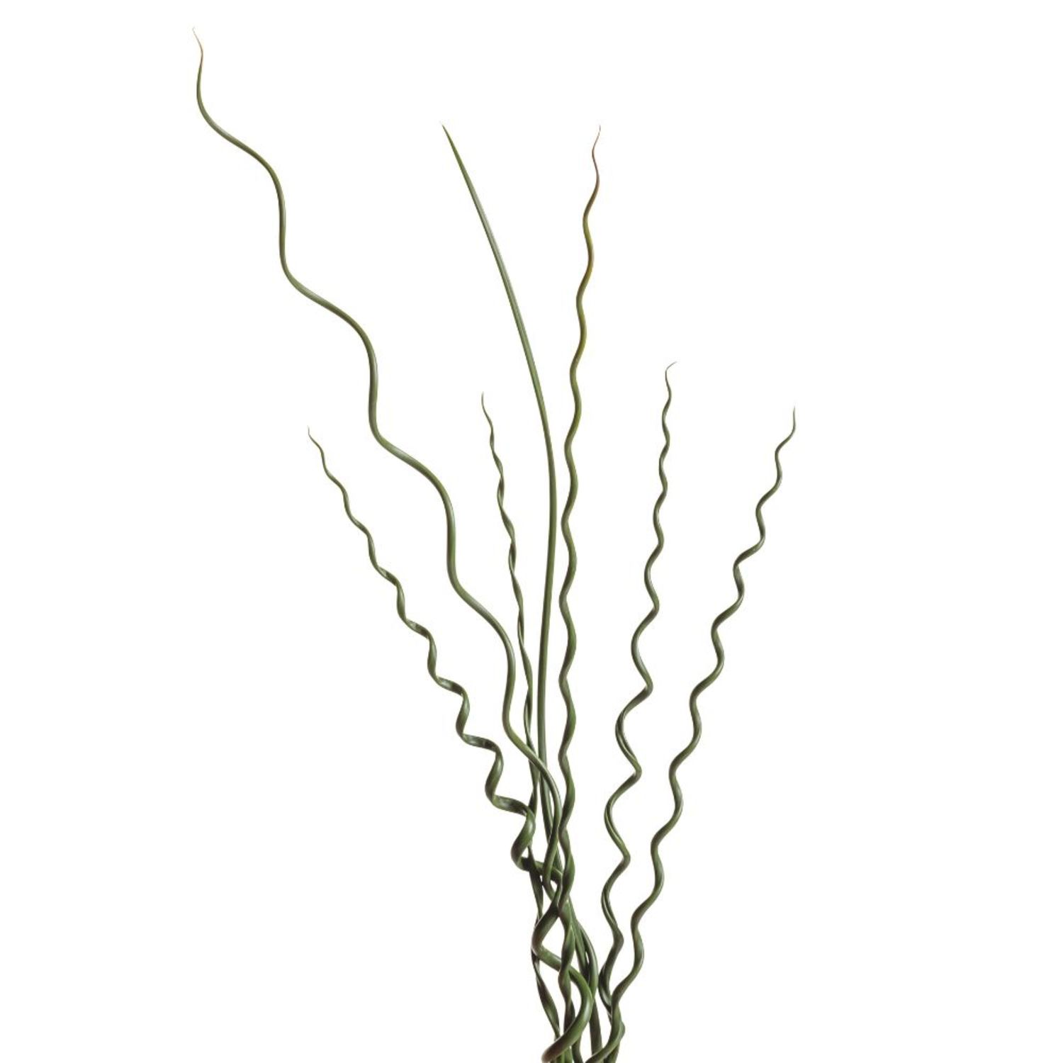 Proven Winners 5" Graceful Grasses Curly Wurly Corkscrew Rush Live Plant in 4.5" Pot