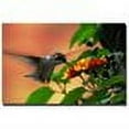 thumbnail image 2 of Trademark Fine Art Floral Canvas Art ' Hungry Hummingbird ' by Kurt Shaffer, 2 of 2