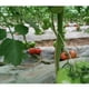 thumbnail image 3 of Paquete de 100 Kits de Trellising para invernadero, ganchos colgantes para tomates, soportes de vertical, 3 of 9