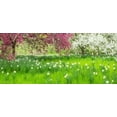 thumbnail image 2 of Gulin, Sylvia 24x13 Black Ornate Wood Framed with Double Matting Museum Art Print Titled - Pennsylvania-Wayne and Chanticleer Gardens springtime blooming crabapple and narcissus, 2 of 4