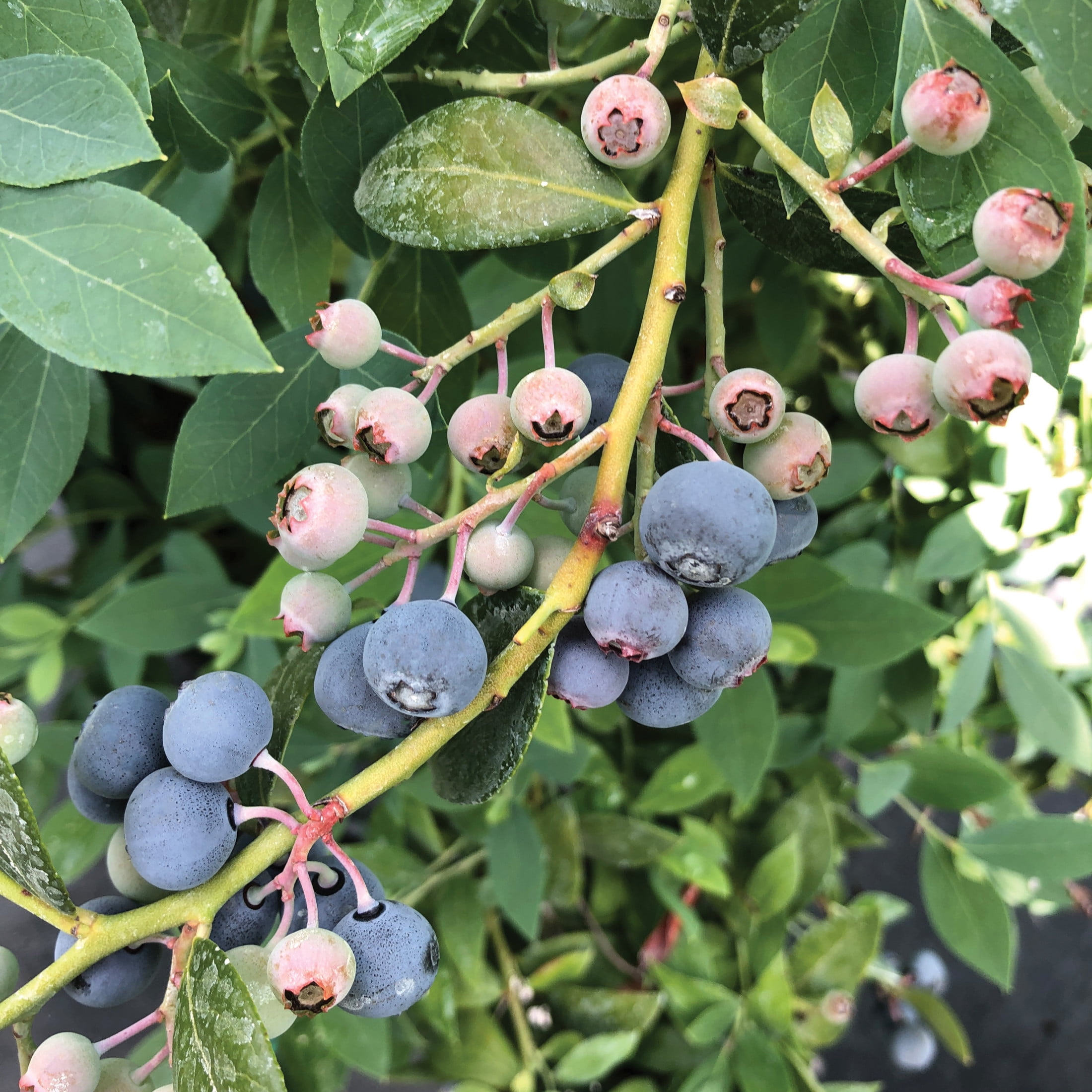 Proven Winners ColorChoice 5" Splendid! Blue Highbush Blueberry Live Plant in 4.5" Pot (4 Count)