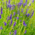 thumbnail image 3 of Skullcap Seeds - Baical Skullcap Herb Seed - 200 Seeds, 3 of 5