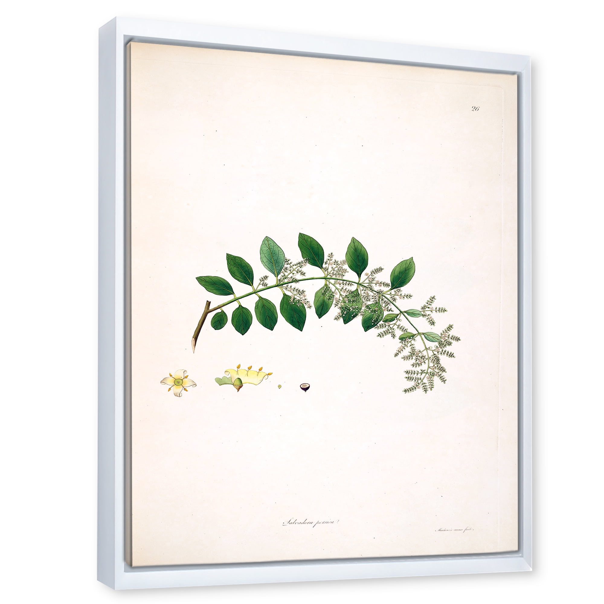 Designart 'Ancient Plant Life XVIII' Farmhouse Framed Canvas Wall Art Print