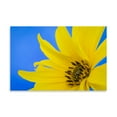 thumbnail image 2 of Gango Home Decor Sunflower on Blue III by Kathy Mahan (Printed on Paper); One 36x24in Fine Art Paper Giclee Print, 2 of 4