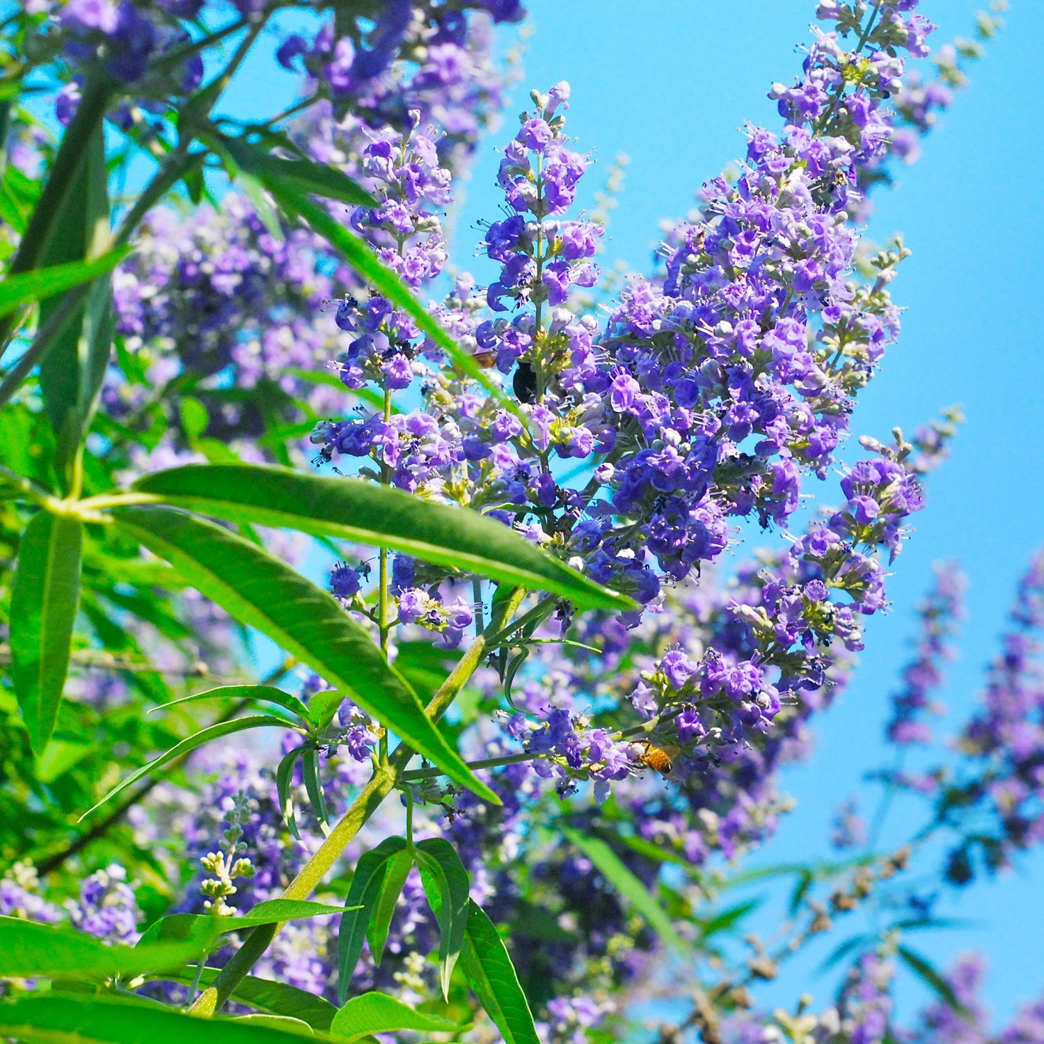 First Editions 1.5- 2 ft tall Shoal Creek Vitex Live Tree in 3-Gallon Grower Pot