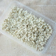 710/1420PCS Dried Flowers Set Art Craft Epoxy Resin Candle Making Jewelry Glass USA