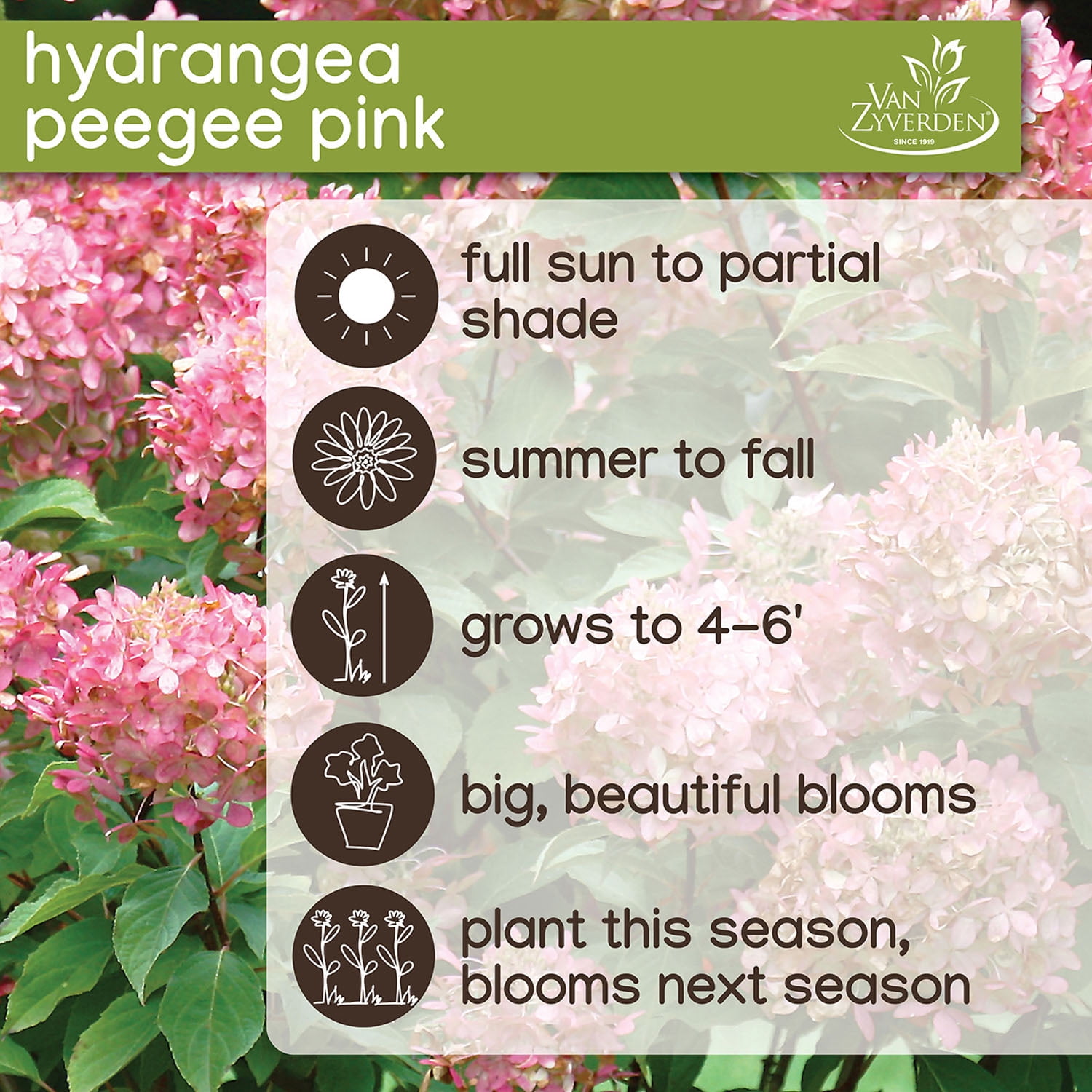 Expert Gardener Hydrangea Collection (Set of 2 Dormant Bare Roots