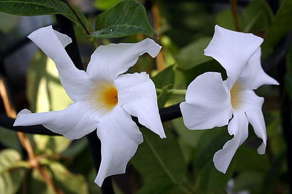 White Brazil Jasmine Plant - Mandevilla/Dipladenia - 6" Pot/Trellis