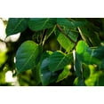 thumbnail image 5 of 30 Seeds FICUS TREE (Bodhi / Sacred Fig / Bo Tree / Pipal) Ficus Religiosa, 5 of 11