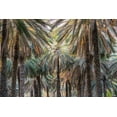 thumbnail image 2 of Wilson, Emily M. 24x17 Black Ornate Wood Framed with Double Matting Museum Art Print Titled - Middle East-Arabian Peninsula-Oman-Ad Dakhiliyah-Nizwa-Palm trees in Nizwa-Oman, 2 of 4