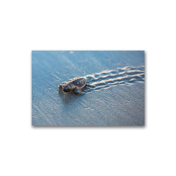 Baby Sea Turtle At Beach Poster -Image by Shutterstock