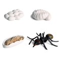 thumbnail image 5 of ZHAOCHENG Modelo de ciclo de vida 1 pieza 1 juego mariposa insecto animal simulación mini ciclo de crecimiento mariposa rana hormiga gallo animal, juguetes educativos para niños, 5 of 5