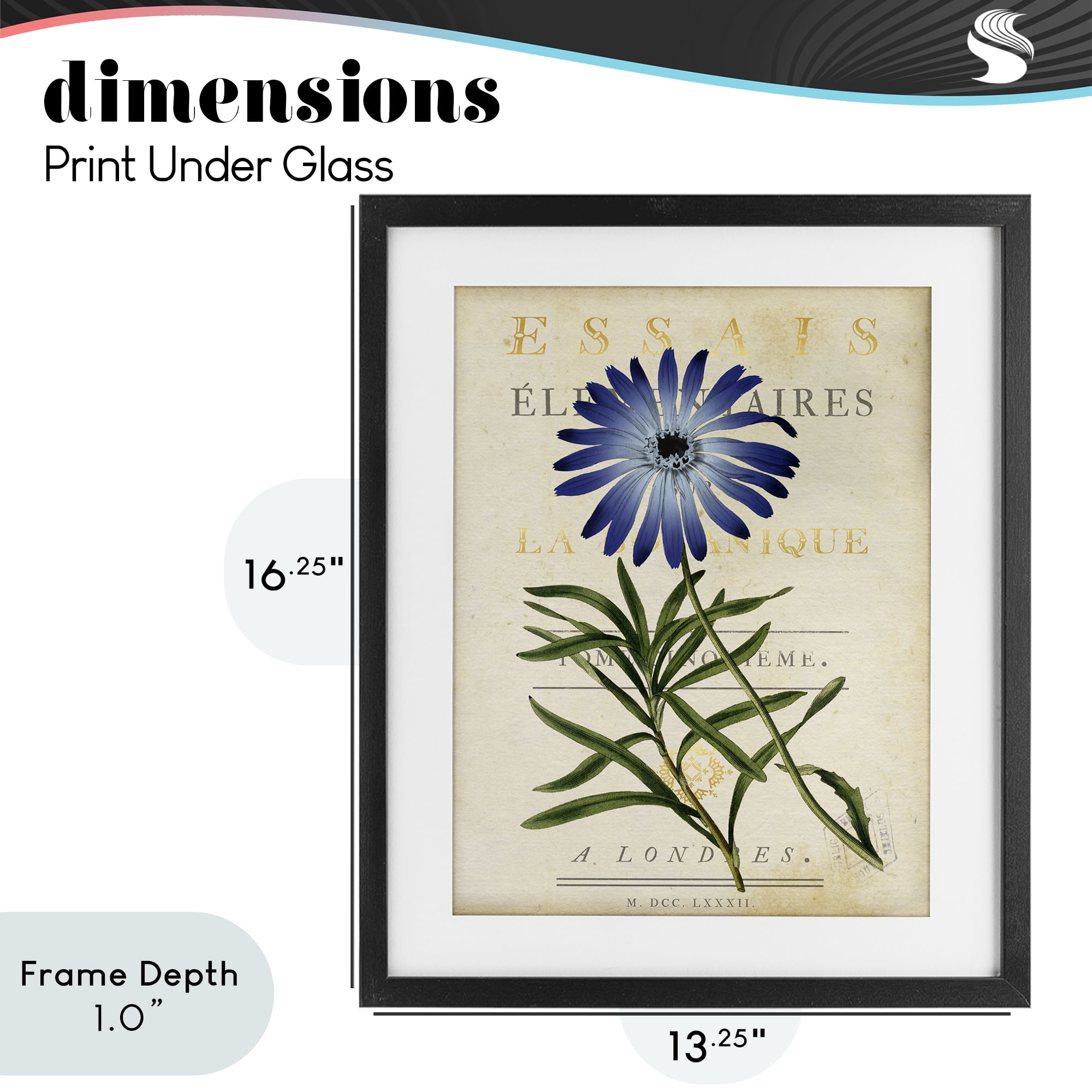 Stupell Industries Natural Botany Daisy Black Framed Print Under Glass, design by Susan Arnot