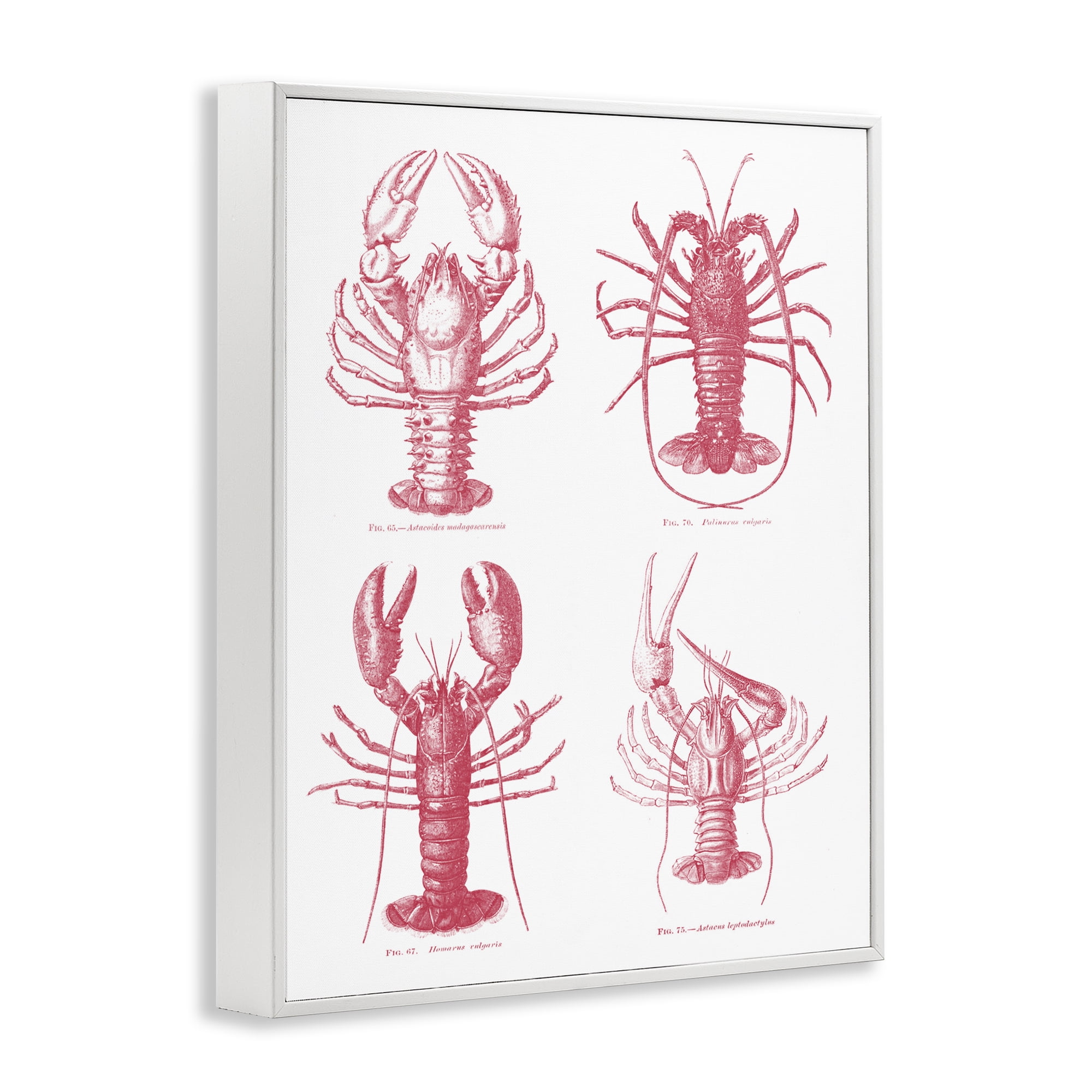 Timeless Lobsters Species White Framed Giclee Art, design by Lettered and Lined