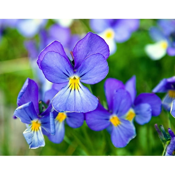 25 CORSICAN VIOLET Viola Corsica Blue Purple with Yellow Eye Shade or Sun Flower Seeds