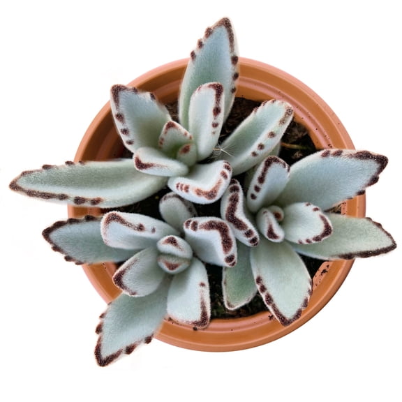 Rare Succulent Plant Kalanchoe Tomentosa Panda Plant Home Office decor 4'' Pot