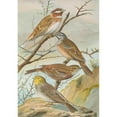 thumbnail image 2 of Johann Friedrich Naumann 14x18 Black Ornate Wood Framed Double Matted Museum Art Print Titled - Embarrass Leucocephala Gmel, Embarrasss Cia, Embarrass Cinerea Strickl, 2 of 5