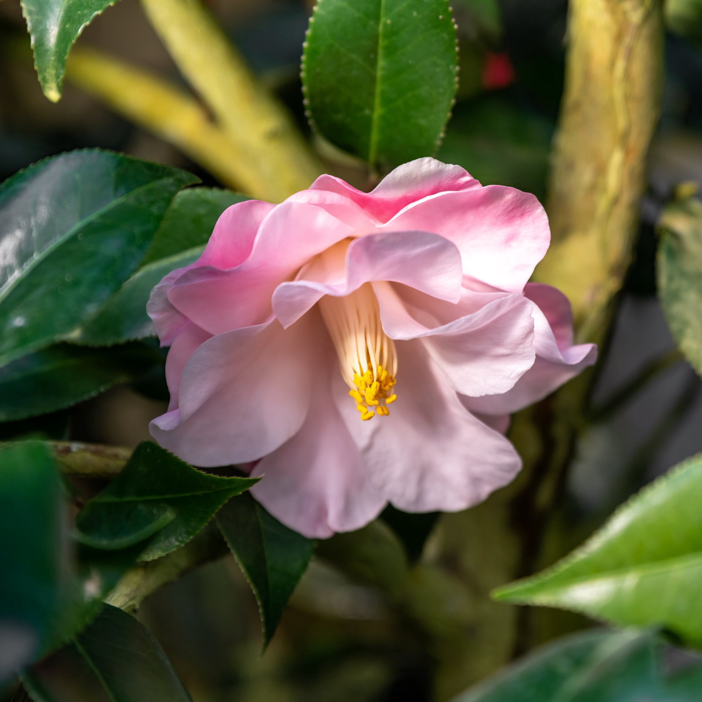 National Plant Network 1 gal. Camellia Japonica April Remembered Shrub