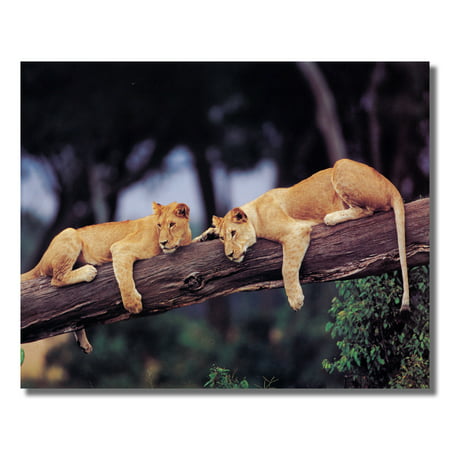 Two Female Lions Laying On Tree African Wall Picture 8x10 Art Print