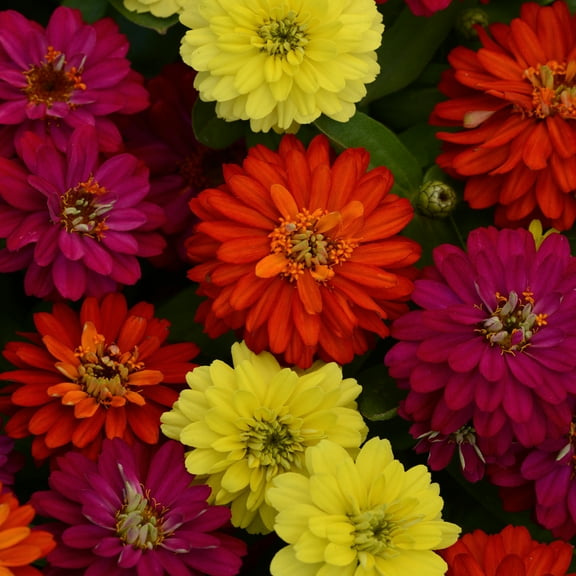 Outsidepride Zinnia Zahara Double Brilliant Flower Seed Mix - 100 Seeds