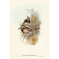 thumbnail image 2 of Gould, John 23x32 Gold Ornate Wood Framed with Double Matting Museum Art Print Titled - Fasciated Honey-eater-Ptilotis fasciogularis, 2 of 4