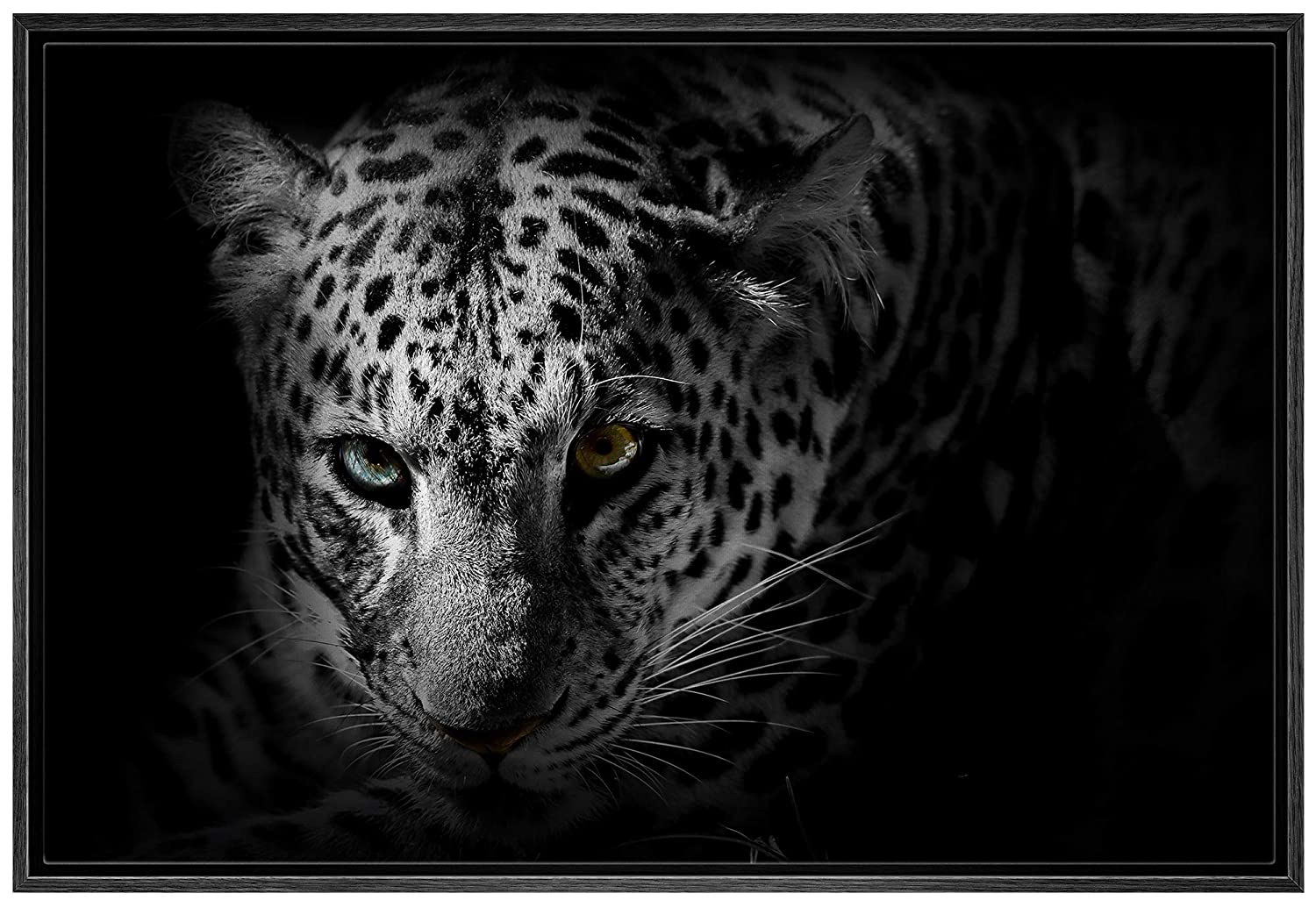 Black And White Contrast Photography Animals