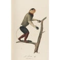thumbnail image 2 of Jean-Baptiste Audebert 17x24 Gold Ornate Framed and Double Matted Museum Art Print Titled - Le Douc (1797), 2 of 4