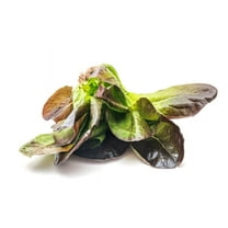 SEEDS = = = 500 Seeds Cimmaron Romaine Lettuce-Vegetable Seed Pack - Serendipity Seeds