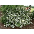 thumbnail image 2 of Walters Viburnum Whorled Class - 30 Live Plants - Viburnum Obovatum - Blooming Deciduous Shrub, 2 of 6