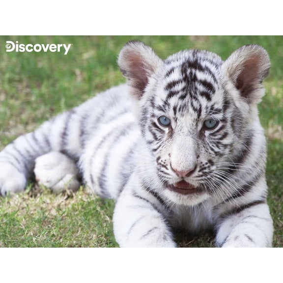 White Tiger Discovery