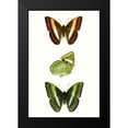 thumbnail image 2 of Vision Studio 11x14 Black Modern Framed Museum Art Print Titled - Butterfly Specimen III, 2 of 5