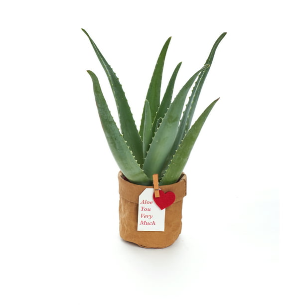 Aloe You Very Succulent in Kraft Pot Succulent Planter - Gift for Him or Her - Indoor Plant Decor - Walmart.com