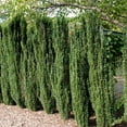thumbnail image 4 of Expert Gardener Sky Pencil Japanese Holly (2.5 Gallon) Narrow and Upright Evergreen Shrub - Full Sun Outdoor Plant, 4 of 10