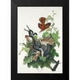 thumbnail image 2 of Audubon, John James 13x18 Black Modern Framed Museum Art Print Titled - Ferruginous Thrush, 2 of 5