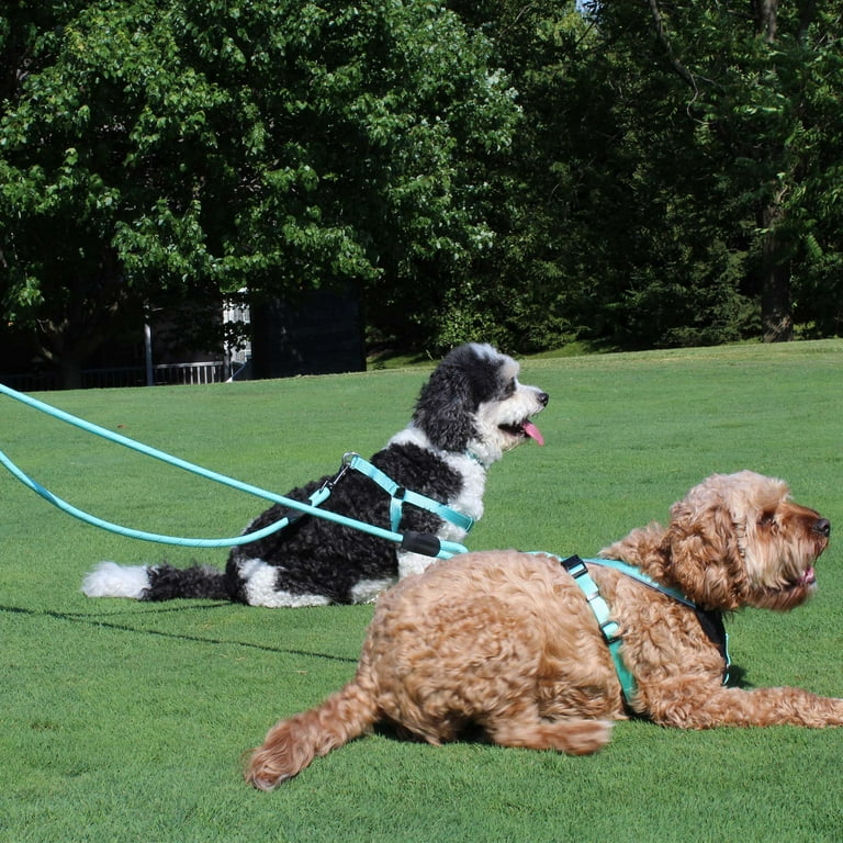 Pawtitas Reflective Rope Dog Leash, 6-ft, Blue, Small