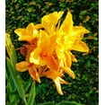 thumbnail image 4 of 5 Seeds YELLOW CANNA LILY Indian Shot Canna Indica Flower Seeds, 4 of 10