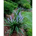 thumbnail image 4 of Super Blue Liriope Muscari - 100 Bare Root Plants - Evergreen Ground Cover Grass, 4 of 9