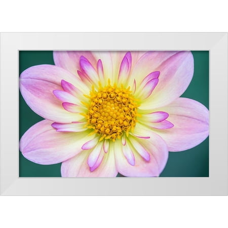 Tilley, Rob 14x11 White Modern Wood Framed Museum Art Print Titled - Washington State-Bellevue Dahlia
