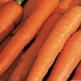 thumbnail image 2 of American Seed Carrot Scarlet Nantes Annual Vegetable Seeds Full Sun, 2 of 7