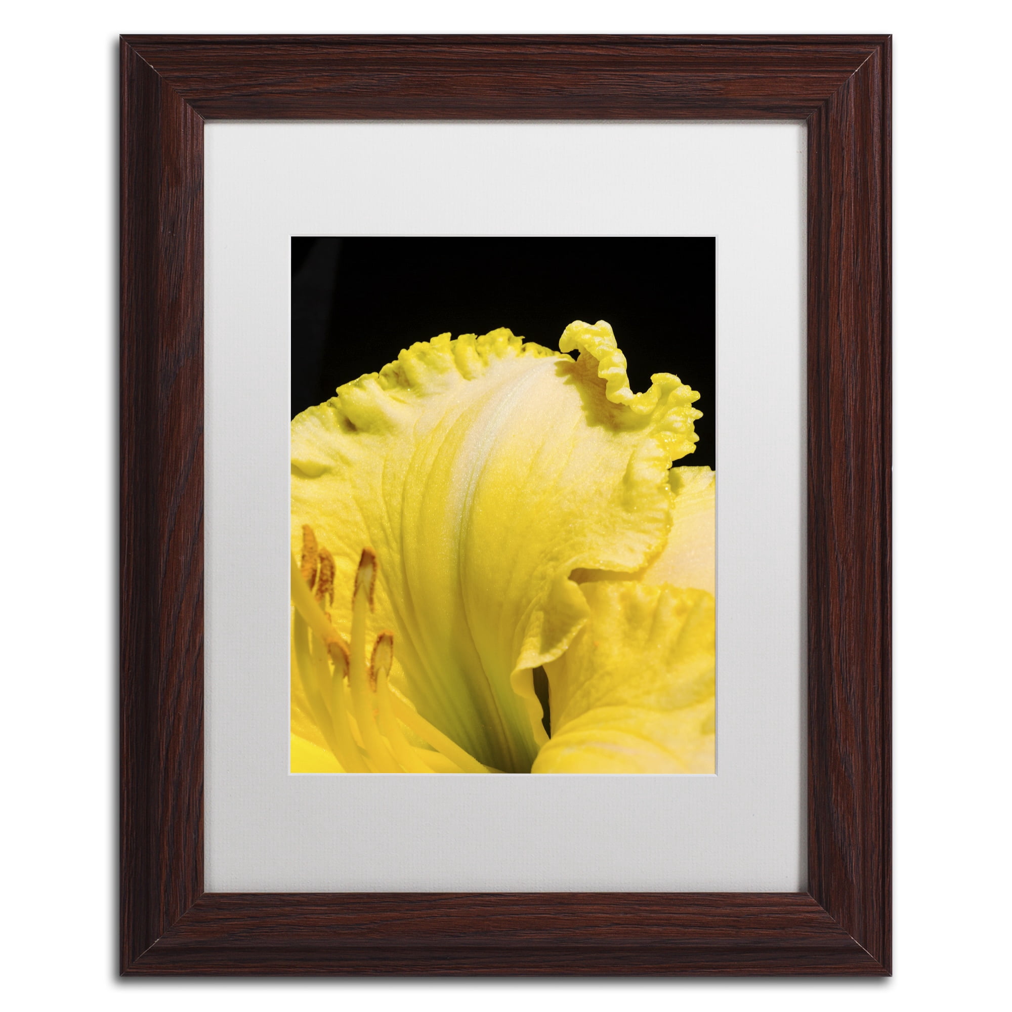 Trademark Fine Art "Day Lily Abstract" Canvas Art by Kurt Shaffer, White Matte, Black Frame