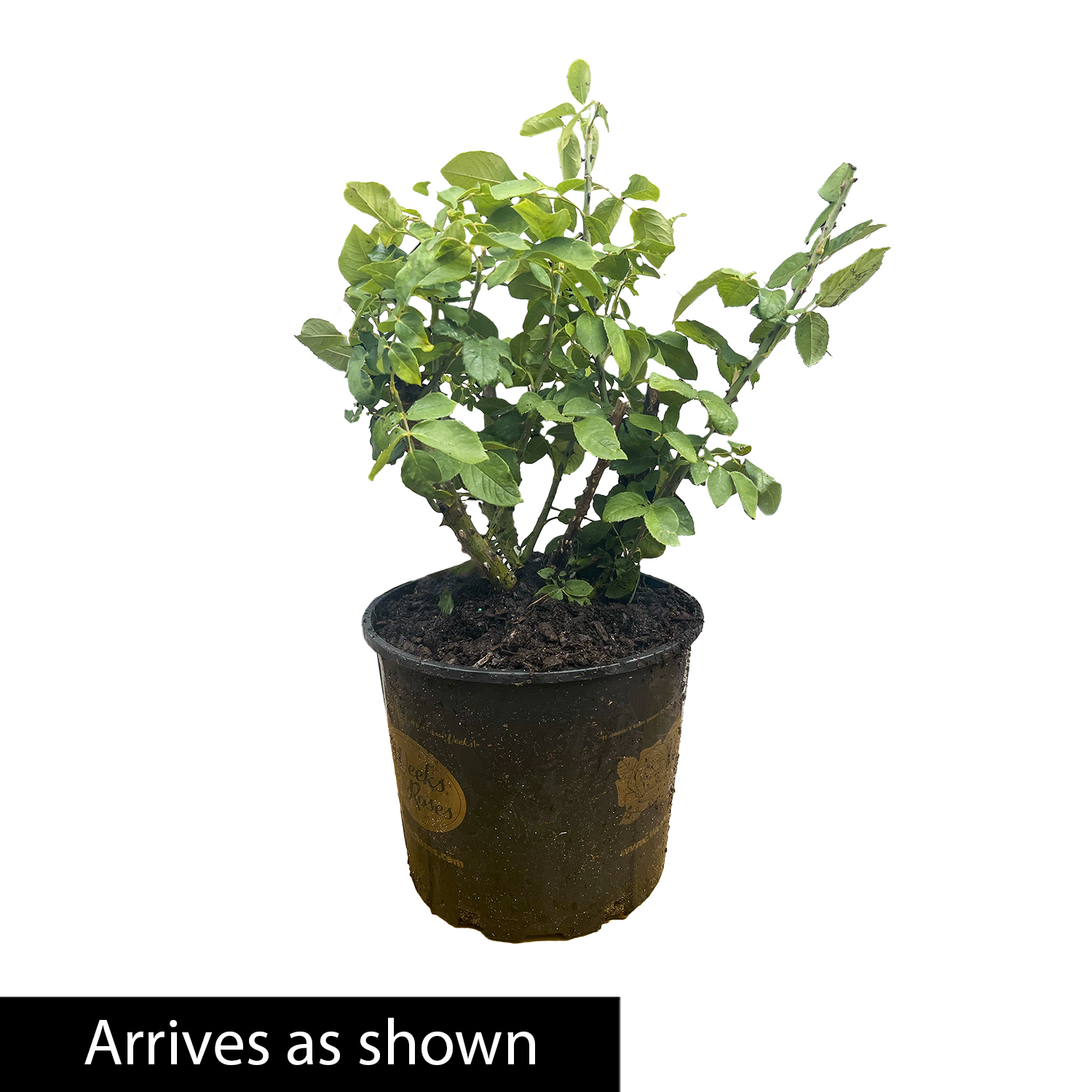 Julia Child Floribunda Rose, 3 Gallon Potted Potted Flowering Plant (1-Pack) - image 3 of 3