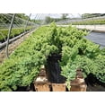thumbnail image 5 of Dwarf Japanese Juniper Live Plants, 5 of 5