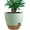Green With Brown, variant on 12 inch Large Self Watering Pots, Plastic Planters with 60oZ Removable Deep Reservoir and Multi Mesh Drainage Holes for Indoor Outdoor Garden Plants and Flowers, Black