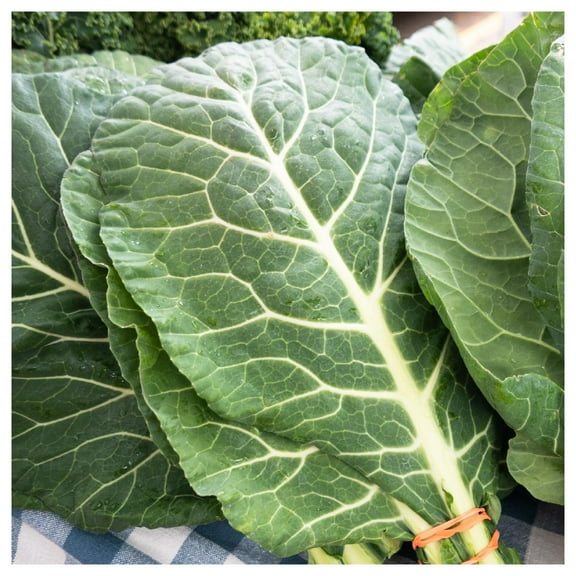Everwilde Farms - 1/4 lb Georgia Collard Seeds - Gold Vault Bulk Seed Packet