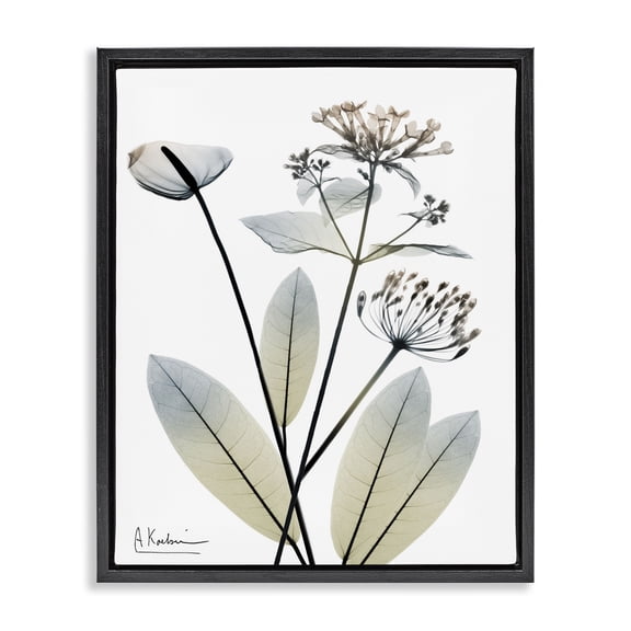 Stupell Industries Contemporary Contemporary Flower Shapes Black Floating Frame Canvas Art, 25 x 31, by Albert Koetsier