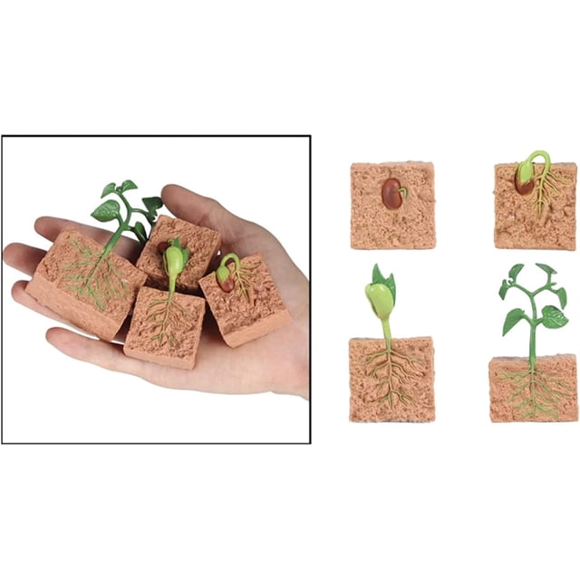 Simulación Animales Material didáctico Semillas de soja Ciclo de crecimiento vital Figuras de acción Modelos Juguetes Familia Educación tradicional Juego Prop para niños, Planta ER