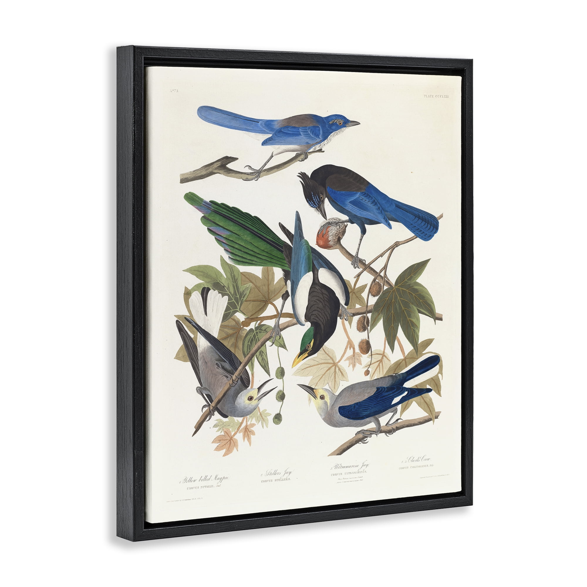 Stupell Industries Classic Yellow Billed Magpie Animals Painting Black Floater Framed Canvas Art Print Wall Art, 17 x 21